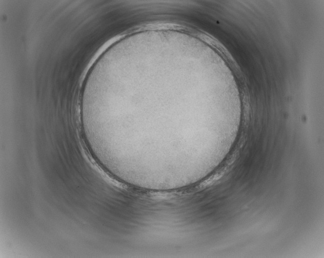 X0000079290852200612151700