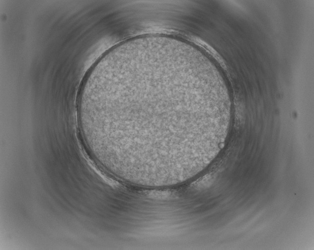 X0000079290890200612151659