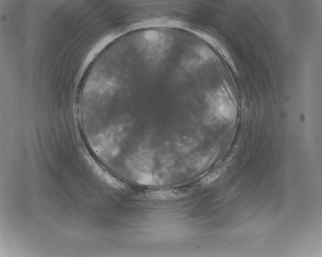 X0000079290998200612151657