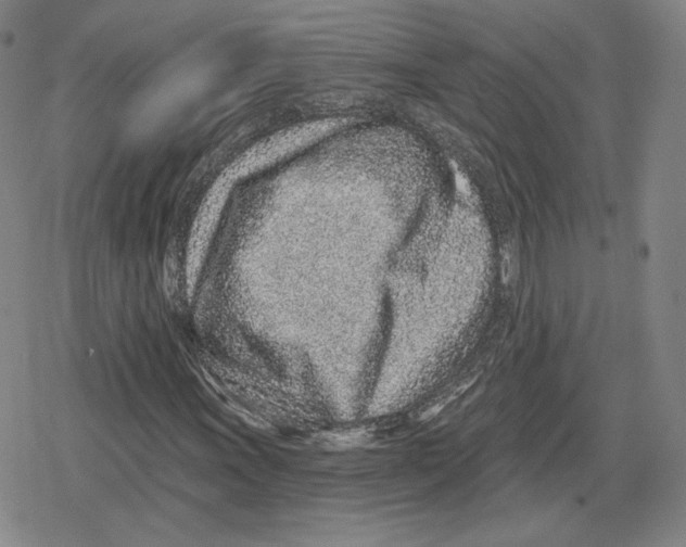 X0000079291011200612151656