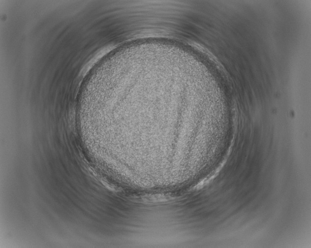 X0000079291121200612151655