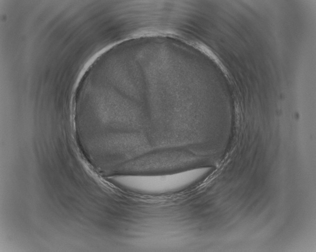 X0000079291124200612151655