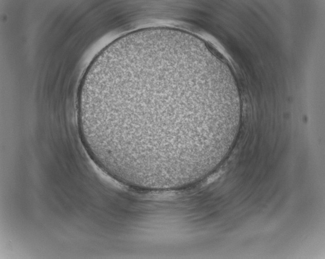 X0000079291143200612151655