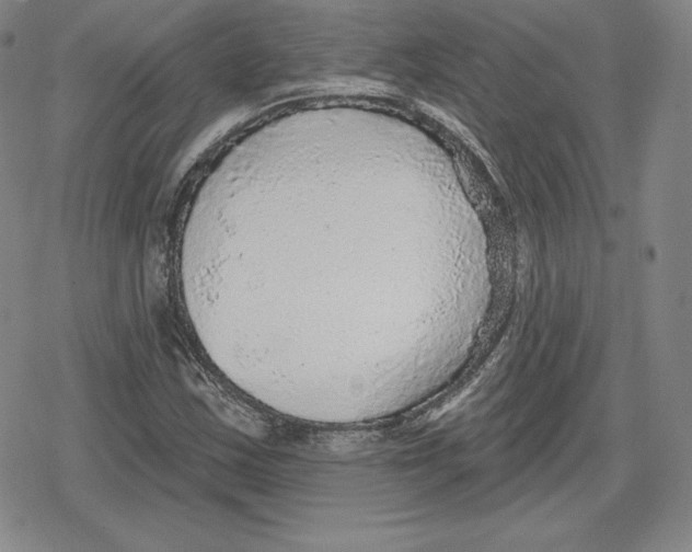 X0000079291163200612151655