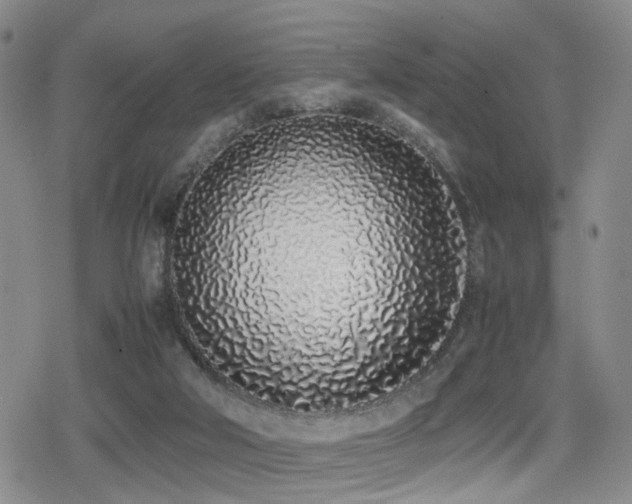 X0000079300018200611171042