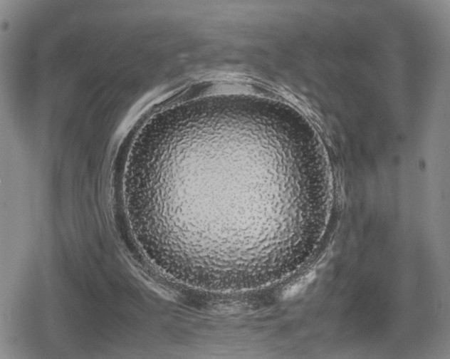 X0000079300199200611171039
