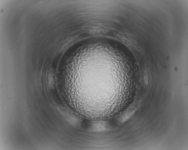 X0000079300226200611171038