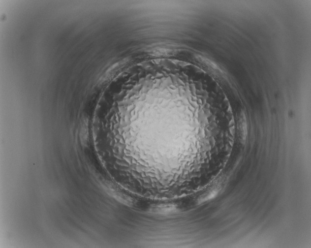 X0000079300554200611171033