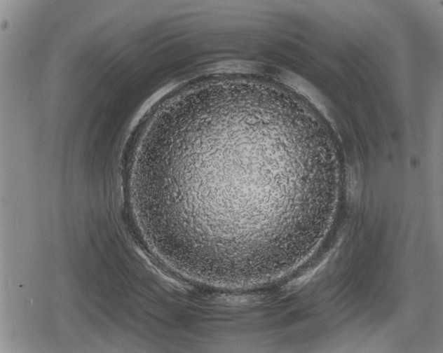 X0000079300829200611171028