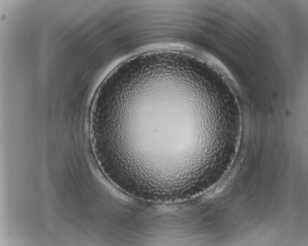 X0000079300852200611171029
