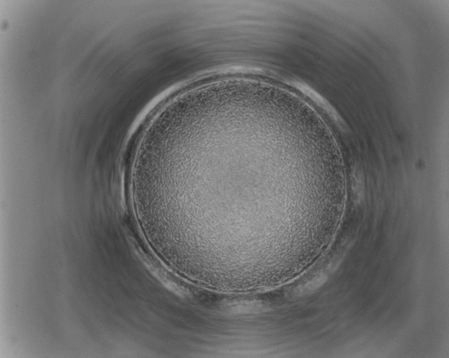 X0000079300886200611171028