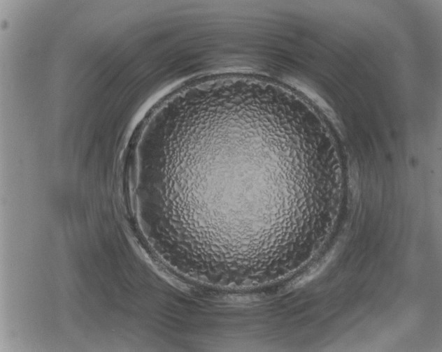 X0000079300933200611171027