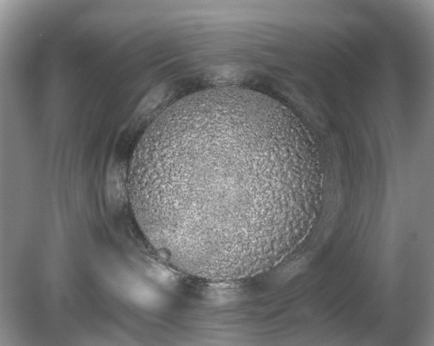 X0000079300240200611251721