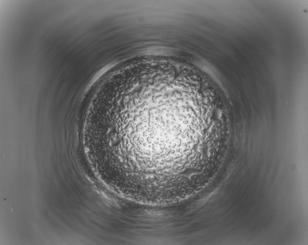 X0000079300829200611251711
