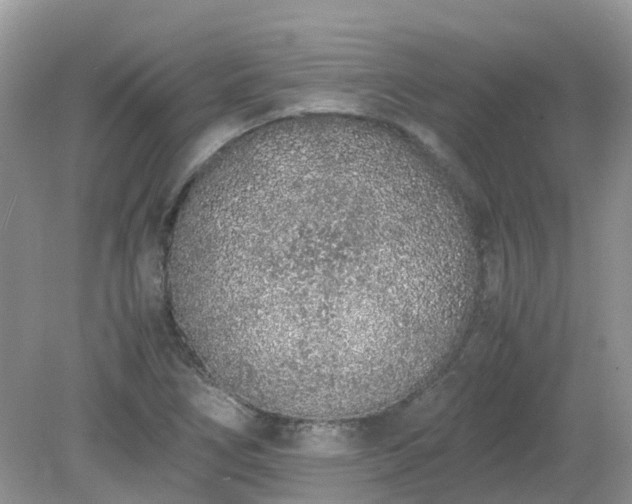 X0000079301266200611251704