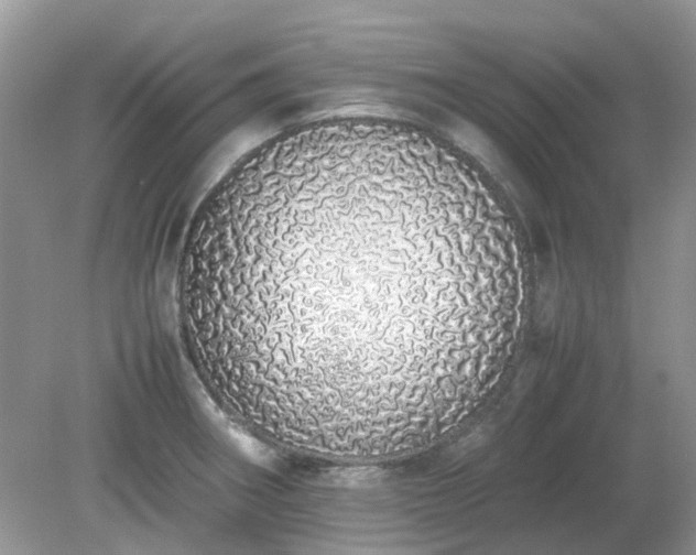 X0000079301282200611251703