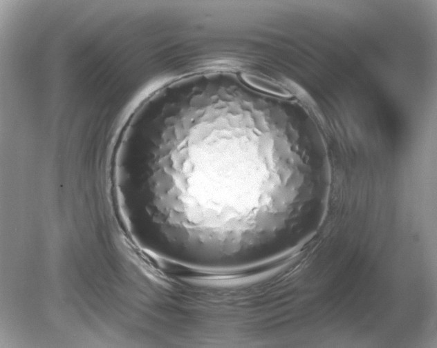X0000079301435200611251701