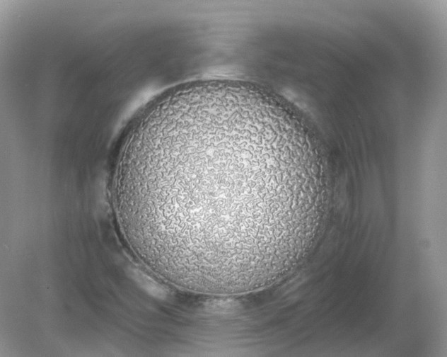 X0000079301454200611251700