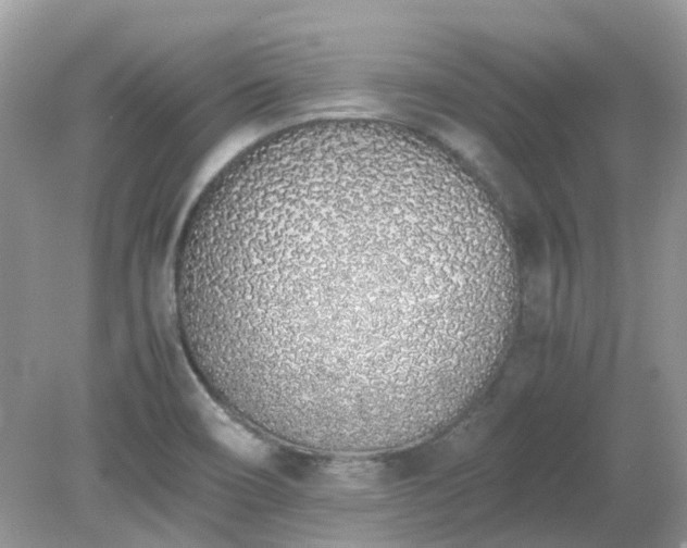 X0000079301466200611251700
