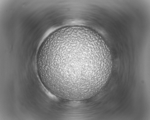 X0000079301470200611251700