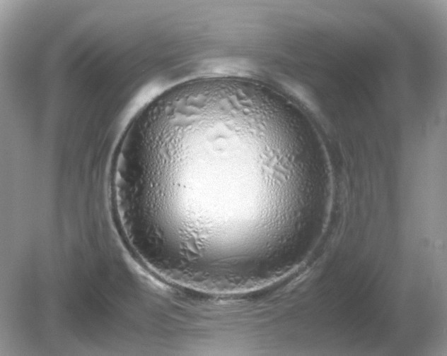 X0000079301471200611251700