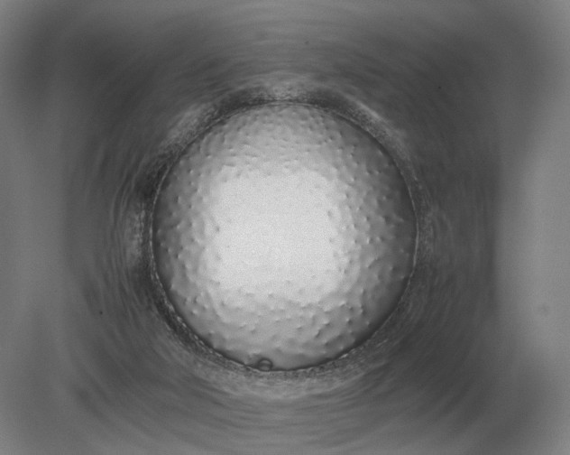 X0000079300018200612011801