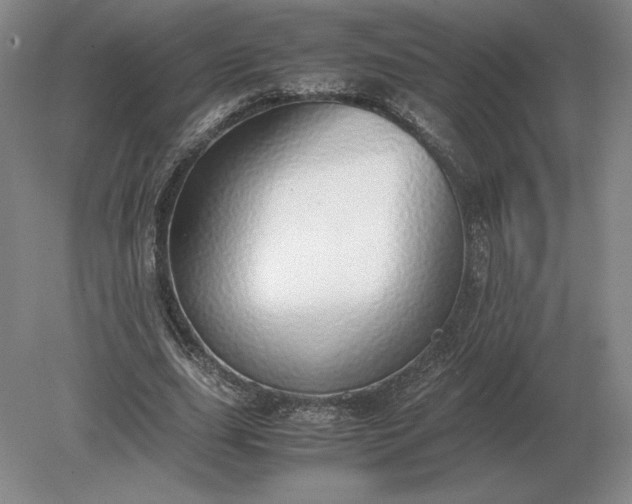 X0000079300631200612011750