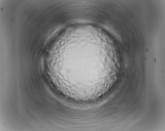 X0000079300014200612081855