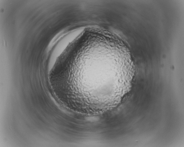 X0000079300053200612081854