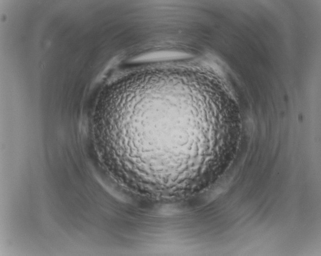 X0000079300072200612081854