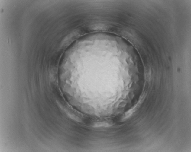 X0000079300175200612081853