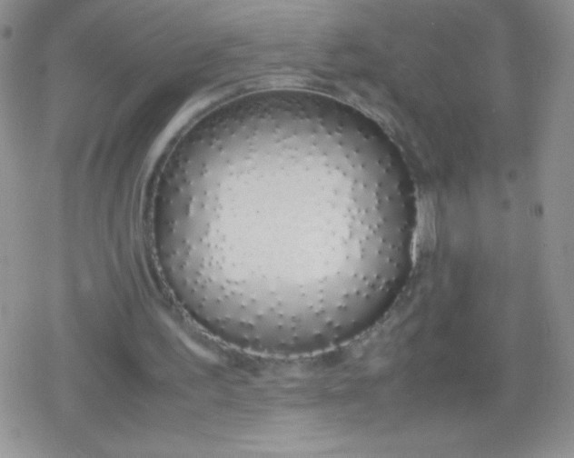 X0000079300195200612081852