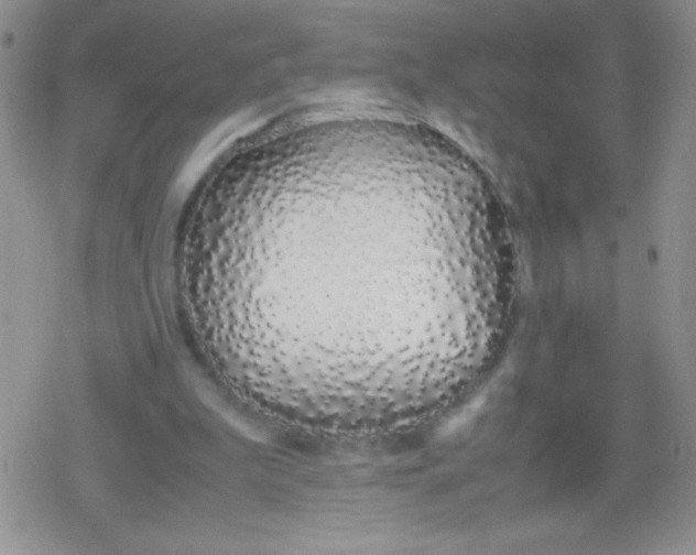 X0000079300199200612081852