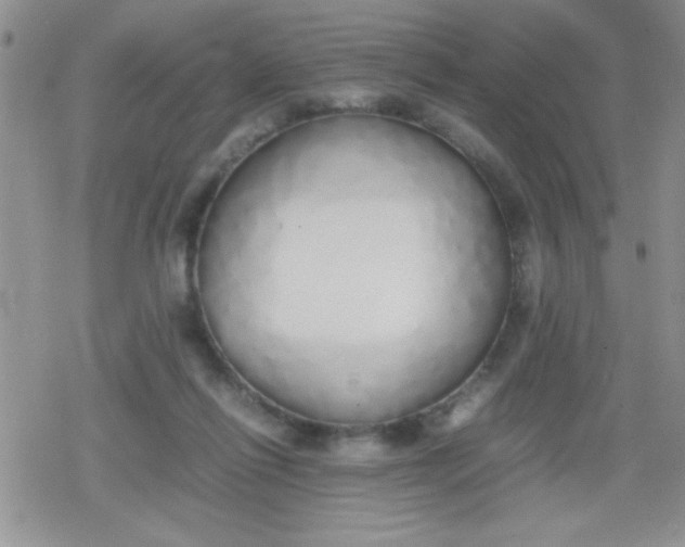 X0000079300262200612081851