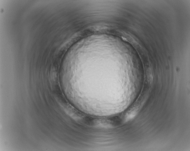 X0000079300372200612081850