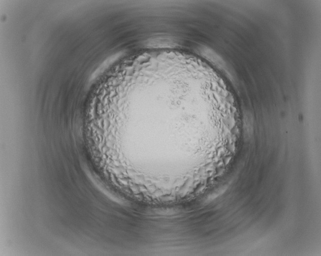 X0000079300533200612081846