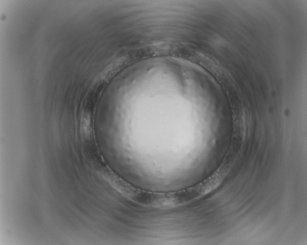 X0000079300610200612081846