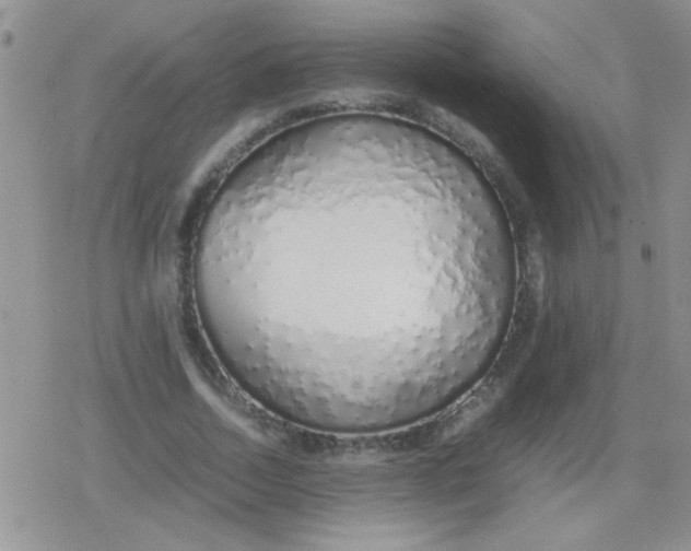 X0000079300730200612081843