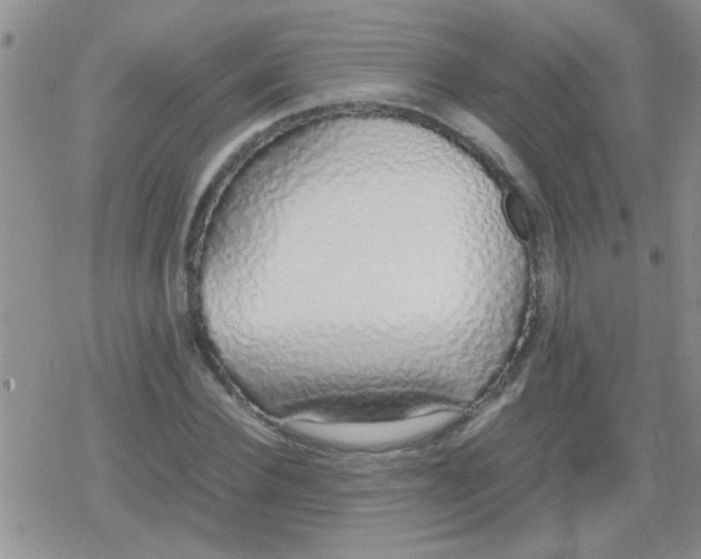 X0000079300924200612081840