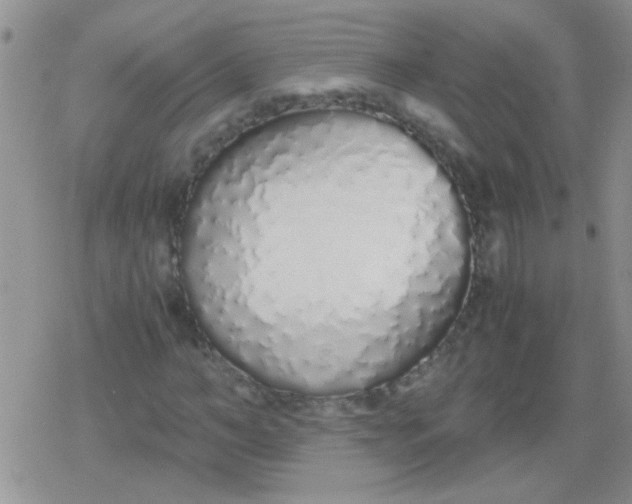 X0000079300966200612081840