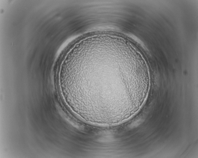X0000079301078200612081838