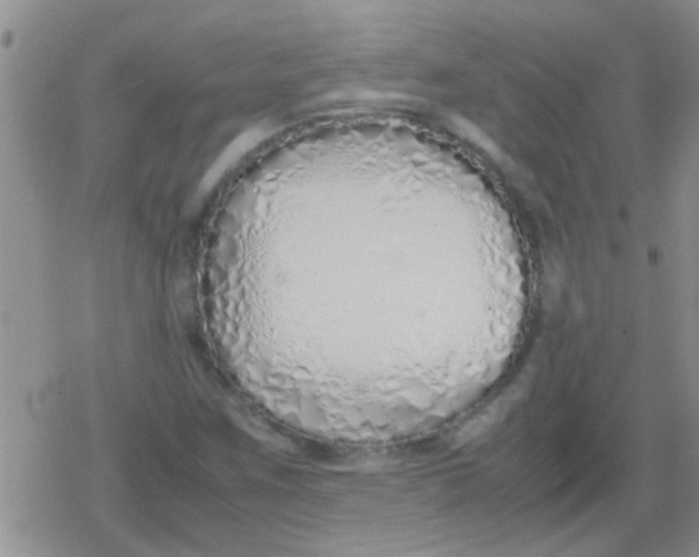 X0000079301259200612081835