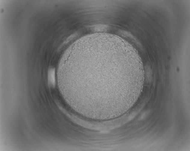 X0000079300028200612151738