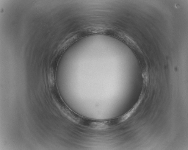 X0000079300170200612151736