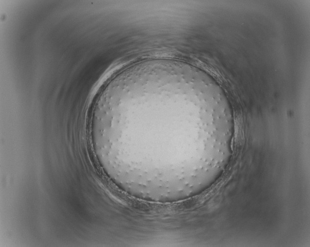 X0000079300195200612151736