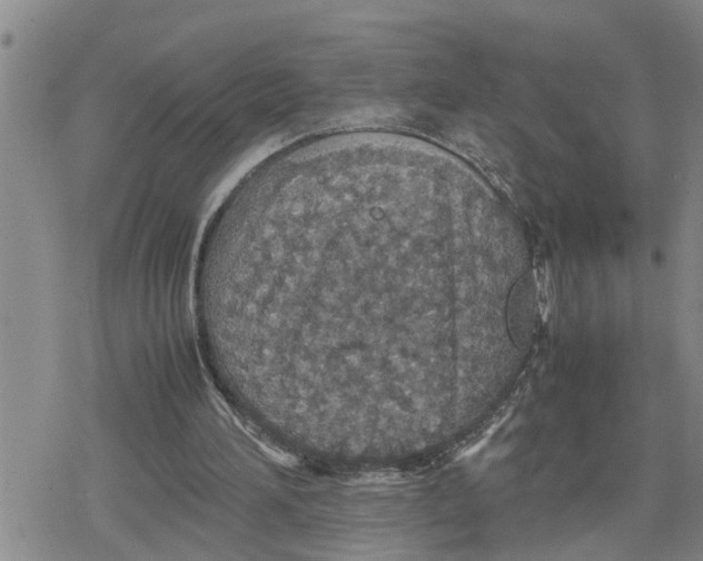 X0000079300196200612151735