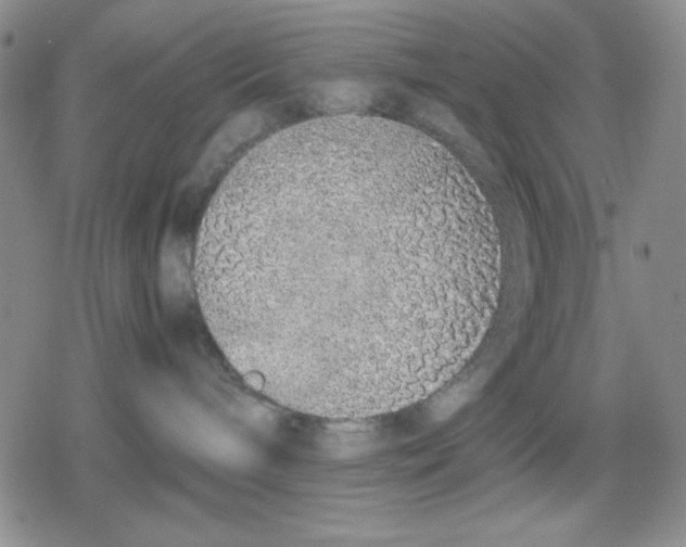 X0000079300240200612151735