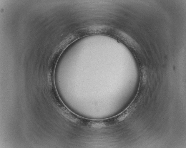 X0000079300258200612151734