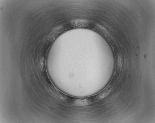 X0000079300271200612151734