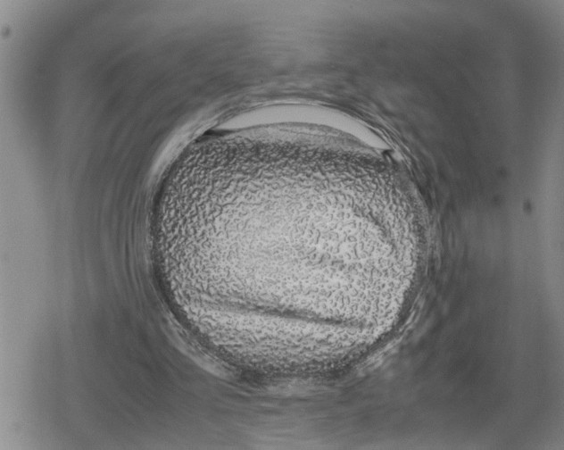 X0000079300293200612151734